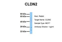 Claudin-2 Rabbit anti-Human, Polyclonal, Novus Biologicals 0.1 mL | Buy Online | Novus Biologicals | Fisher Scientific